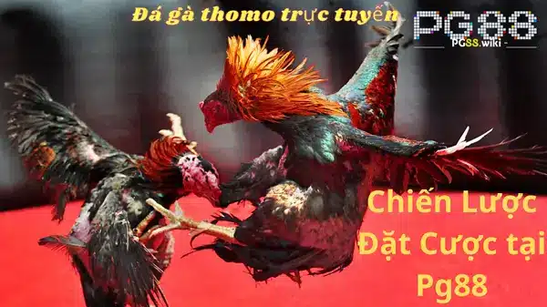 Các Chiến Lược Đặt Cược khi tham gia đá gà thomo Hiệu Quả