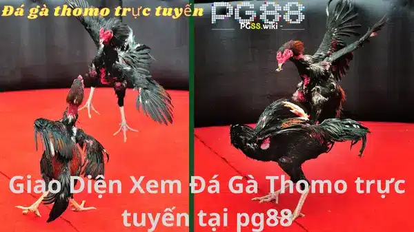 Tiện Ích Khi Tham Gia Đặt Cược Đá Gà Thomo Tại PG88