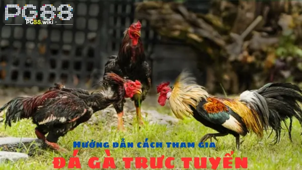 Hướng dẫn cách tham gia đá gà trực tuyến tại pg88